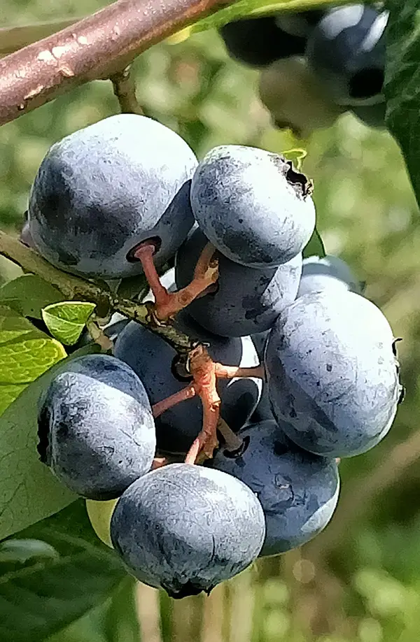 dojrzałe owoce borówki odmiany bluecrop