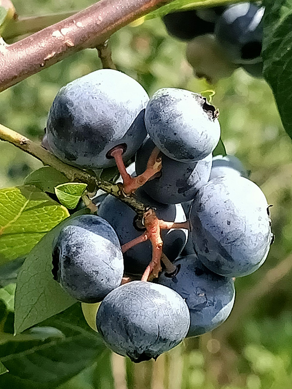 dojrzałe owoce borówki amerykańskiej - odmiana bluecrop