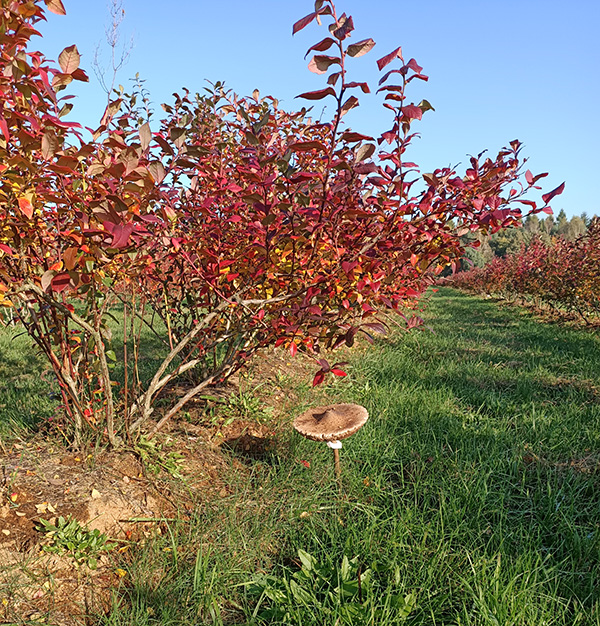 jesień na plantacji - kania wśród czerwonych krzewów