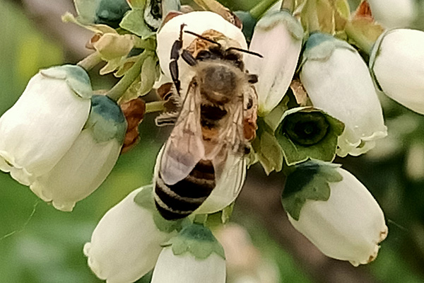 zapylanie borówki przez pszczołę